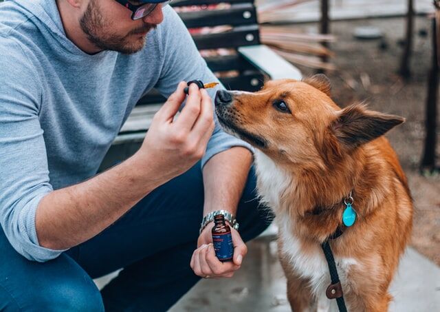 6 Crucial Things Dog Owners Need To Know About CBD